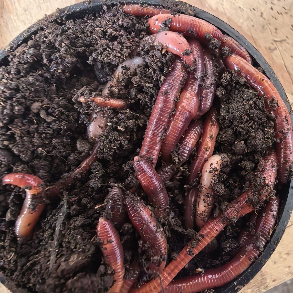蚯蚓活饵鲜活小号大号特大野钓钓鱼大红散装盒装钓鱼饵料