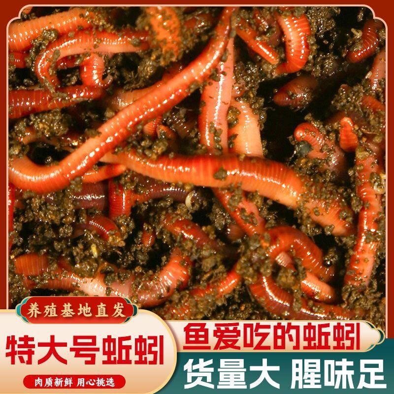 蚯蚓活饵鲜活红虫垂钓鱼饵料鲫鱼鲤鱼野钓黑坑鱼食打窝料通杀鱼料