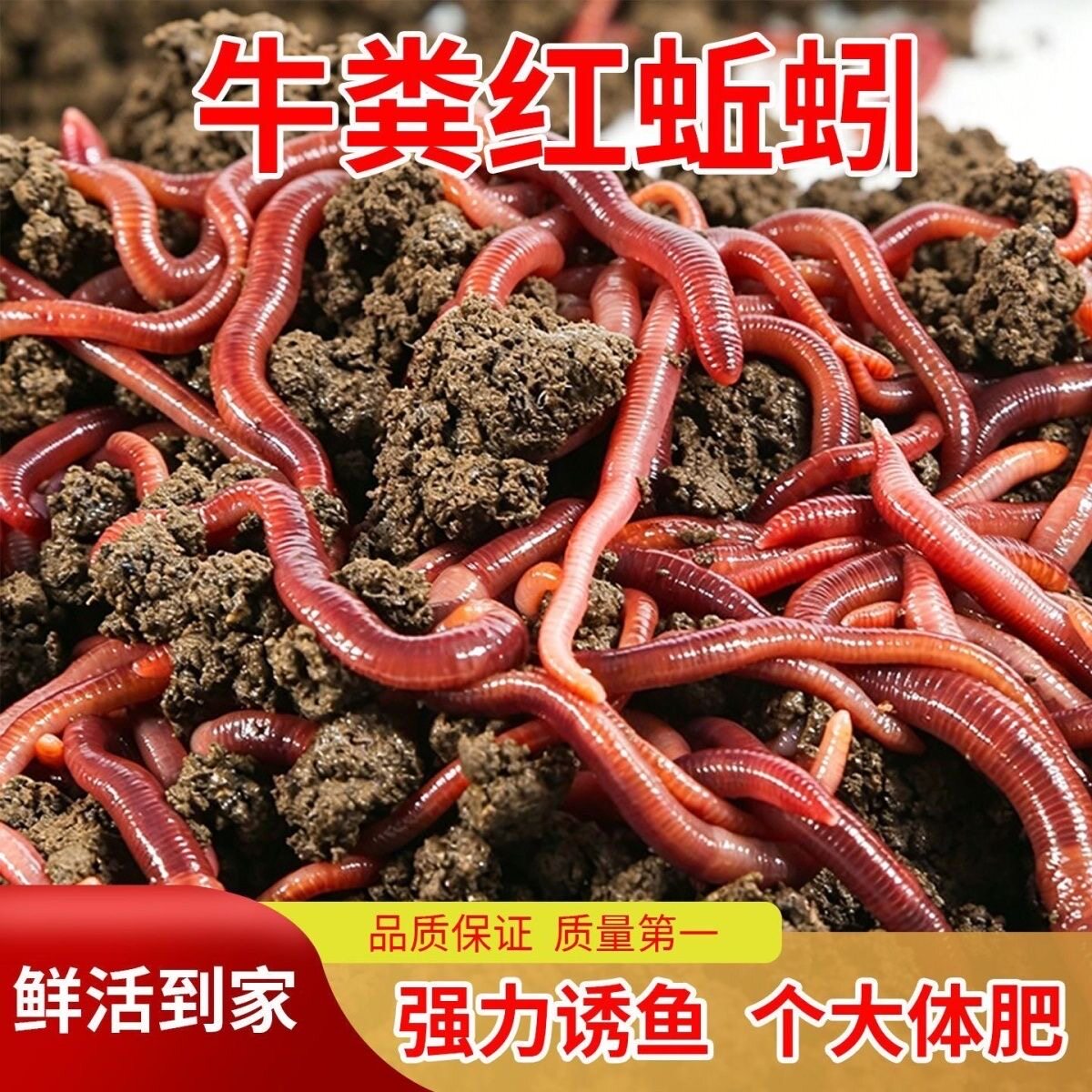 蚯蚓活饵鲜活小号大号特大野钓钓鱼大红散装盒装钓鱼饵料