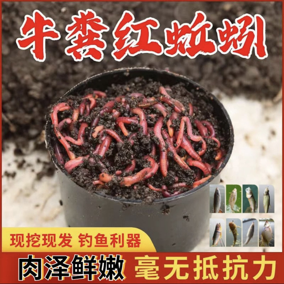 蚯蚓一斤本地活体大号1斤红虫邱引钓鱼饵料鲫鱼秋冬蚯蚓鱼饵