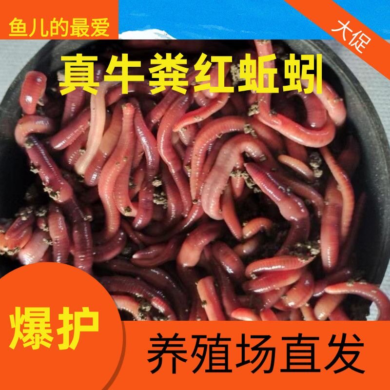 蚯蚓活饵鲜活小号大号特大野钓钓鱼大红散装盒装钓鱼饵料