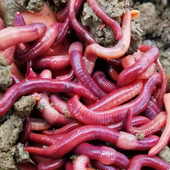 蚯蚓活饵鲜活小号大号特大野钓钓鱼大红散装 牛粪钓鱼饵料 盒装