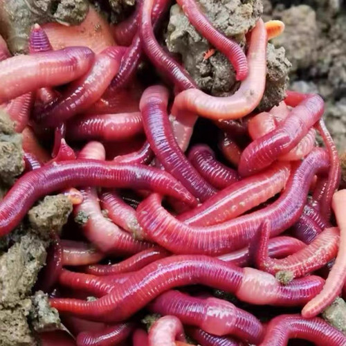 蚯蚓活饵鲜活红虫垂钓鱼饵料鲫鱼鲤鱼野钓黑坑鱼料打窝料鱼食通杀