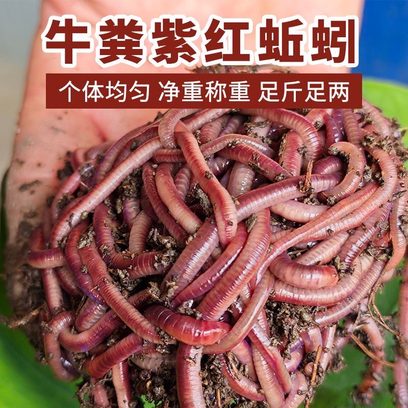 蚯蚓活饵鲜活小号大号特大野钓钓鱼大红散装盒装钓鱼饵料