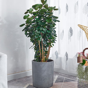 风水植物价格 风水植物图片 星期三