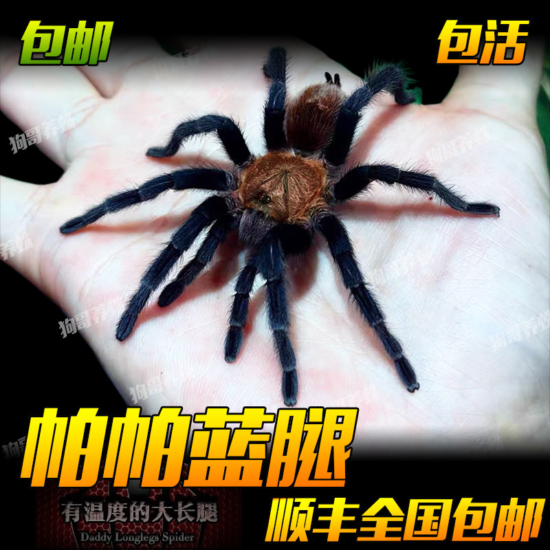 墨西哥帕帕蓝腿宠物蜘蛛幼体苗子好养可上手新手颜色漂亮捕鸟蛛