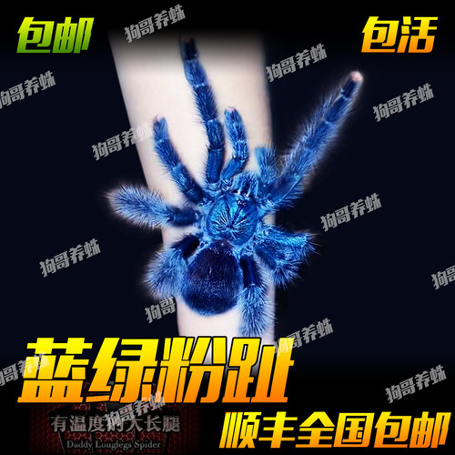 小众高端粉趾巴西蓝绿粉趾蜘蛛宠物活体比圭亚那更蓝带有淡绿色