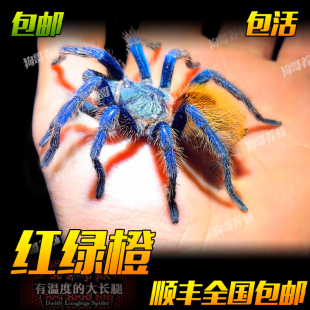 委内瑞拉红绿橙蜘蛛新手入门级宠物活体爬宠蜘蛛好养可爱色彩艳丽