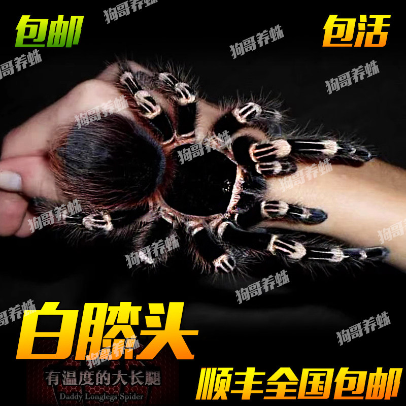 大体型蜘蛛宠物活体巴西白膝头1-20厘米温顺好养颜色漂亮可上手