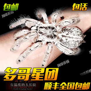 多哥星团巴布白色花纹宠物蜘蛛树栖活体好养能吃长得快新手入门级