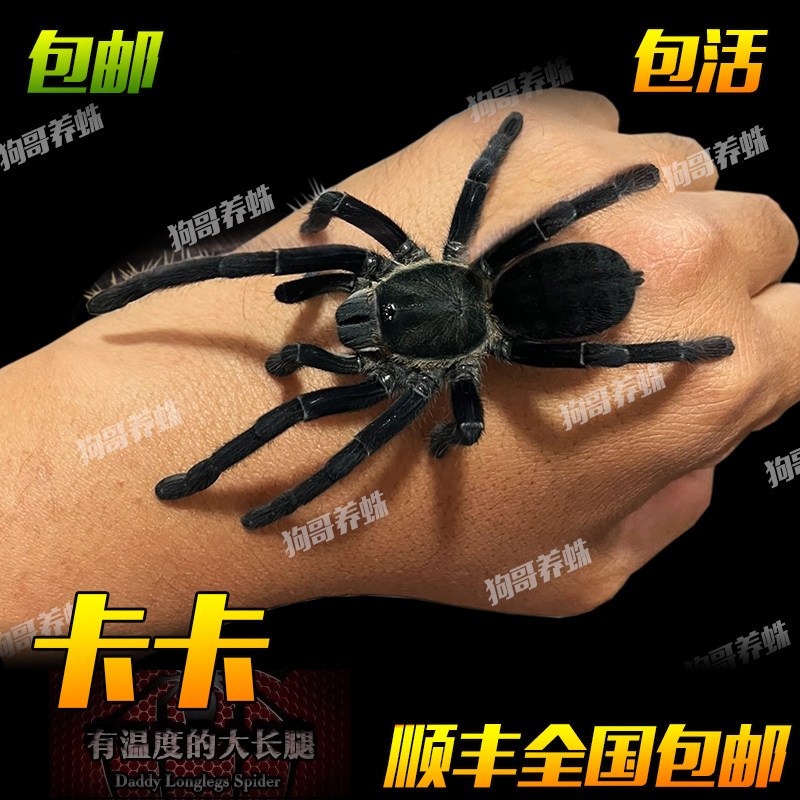 卡恩卡拉黑丝绒地老虎7-15厘米宠物蜘蛛活体国产黑丝绒纯黒色好养