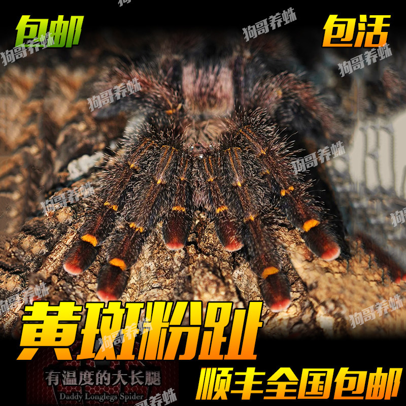 蜘蛛宠物巴西黄斑粉趾小母新手入门颜色漂亮好养长得快温顺新手