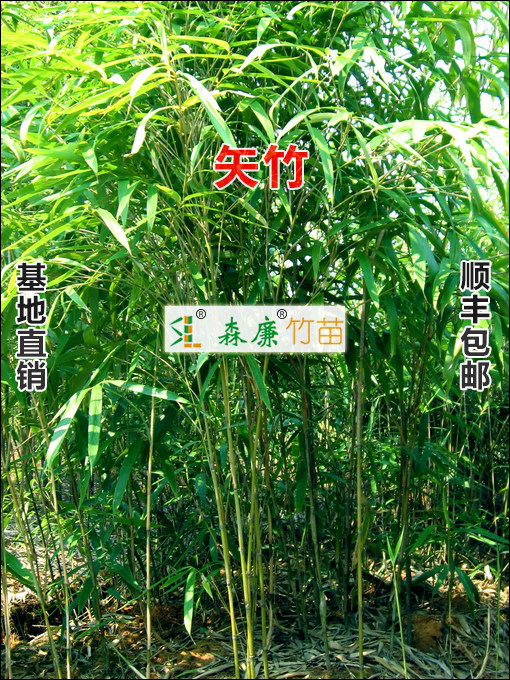 观赏竹类,小型_大山谷图库