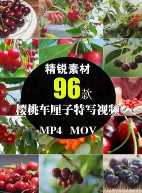 樱桃树枝头车厘子水果园采摘实拍摄影特写镜头抖音快手短视频素材