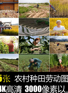 农村生活田园风景画干活农民工丰收乡村劳动照片4K高清晰图片素材