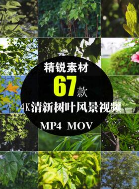 绿色树叶子背景自然风光春天唯美治愈系美景色4K高清晰短视频素材