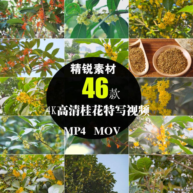 4K高清桂花树枝八月飘香中秋特写镜头盛开风背景实拍摄影视频素材