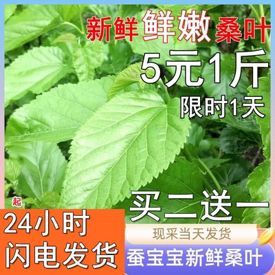 蚕宝宝食物新鲜嫩桑叶现摘桑叶