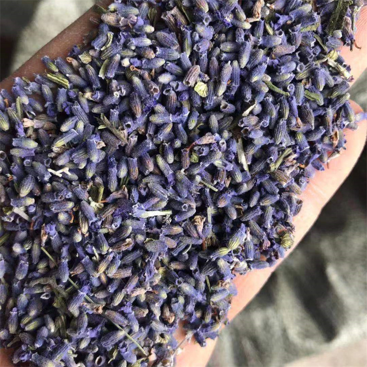 新货颗粒除味2斤包邮薰衣草干花