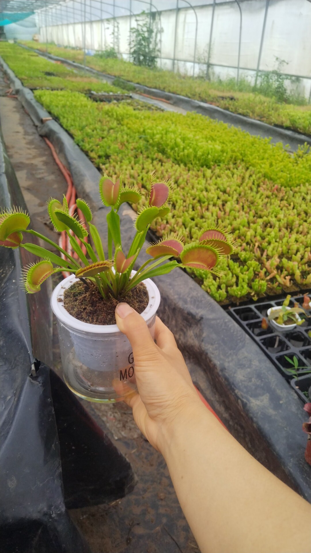 超大捕蝇草猪笼草食人花捕蚊草吃虫子超大捕虫草趣味盆栽食虫草