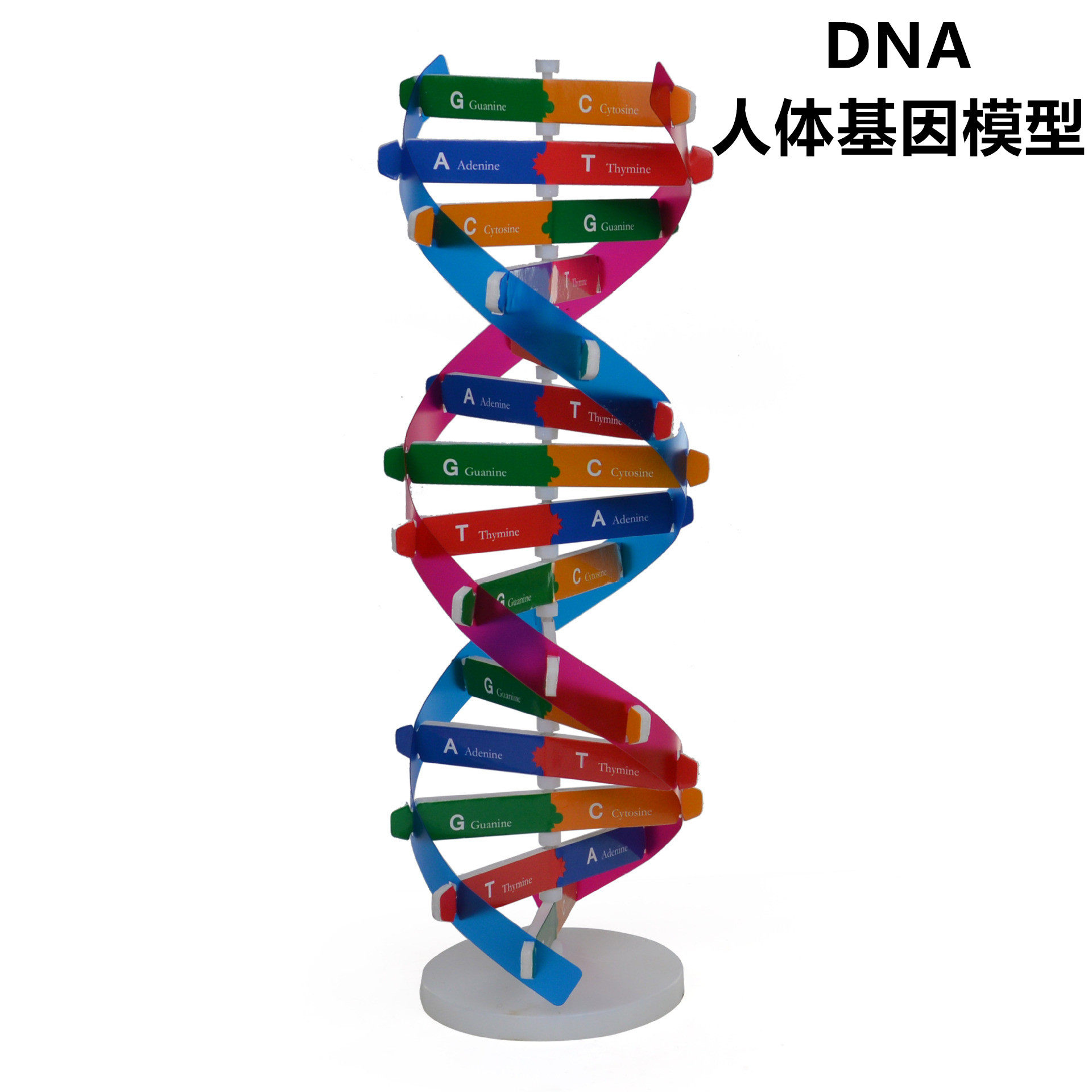科学实验器材科技小制作diy人体基因dna双螺旋模型科普生物教具