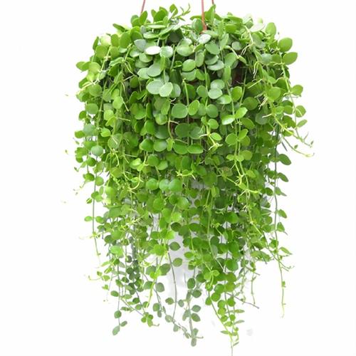 串钱藤吊兰绿植盆栽钱多多吊金钱悬挂垂吊室内花卉植物净化空气