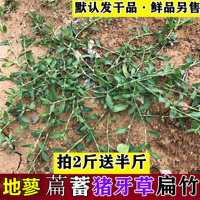 山东新鲜萹蓄扁竹粉节草道生草扁蔓鸟蓼竹节草猪牙草道生草包邮