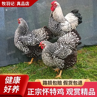 正宗鱼鳞鸡大体怀特鸡网红观赏鸡紫怀特精品宠物鸡怀恩多特鸡包邮