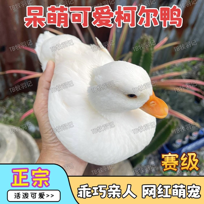 正宗赛级柯尔鸭网红可达鸭宠物鸭