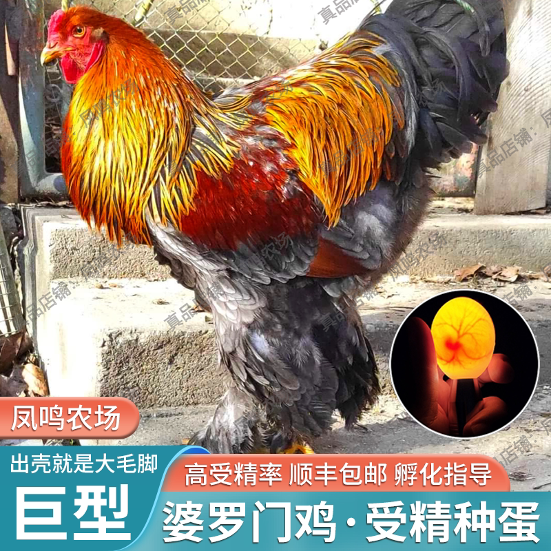 巨型婆罗门鸡种蛋受精蛋梵天鸡纯种蛋可孵化婆罗门鸡蛋观赏鸡包邮