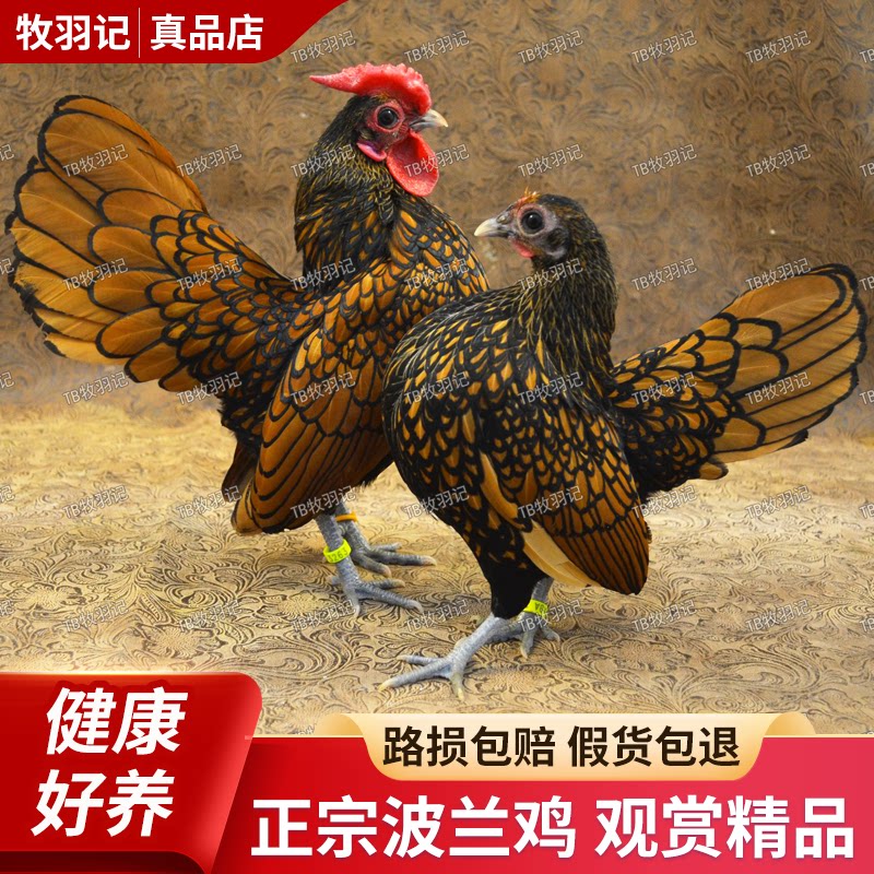 正宗波兰鸡小体宠物鸡精品观赏鸡