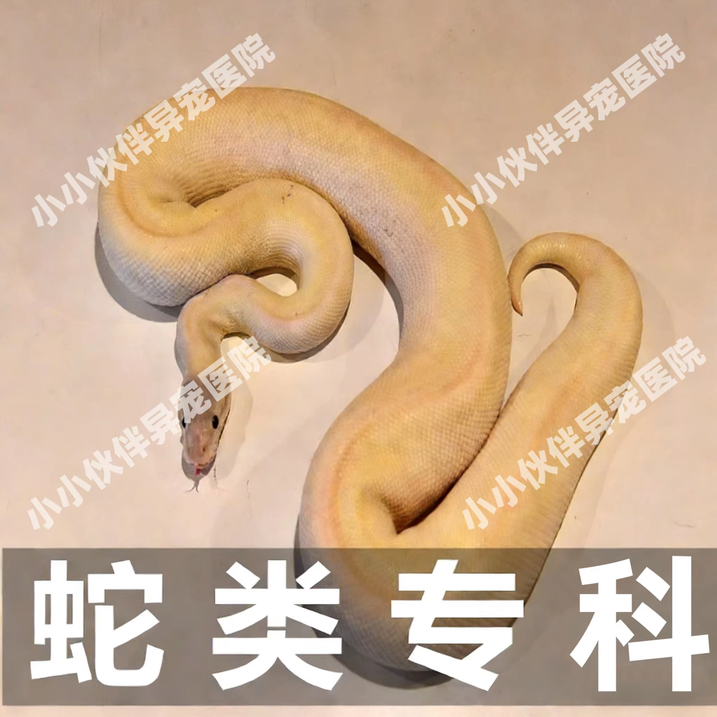 异宠医生线上咨询24小时 生病诊疗中心宠物医疗兽医看病 蛇类问诊