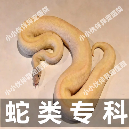异宠医生线上咨询24小时 生病诊疗中心宠物医疗兽医看病 蛇类问诊