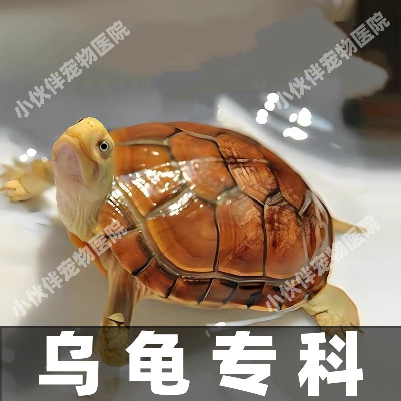 宠物龟鳖咨询腐皮腐甲白眼病结膜炎疥疮肺炎浮水侧浮水霉病指导,宠物/宠物食品及用品,其他宠物服务,淘宝优惠券,粉丝福利购,淘宝优惠卷