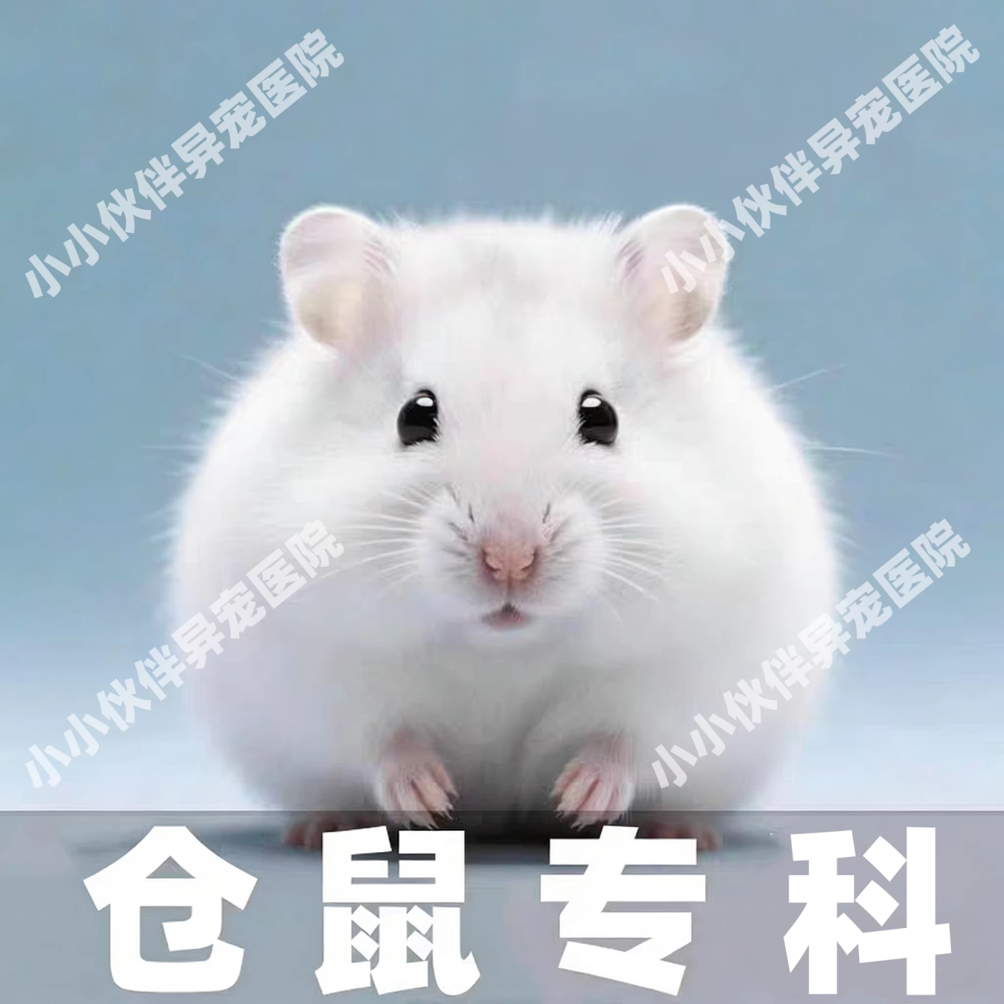 异宠医生线上咨询24小时金丝熊荷兰猪仓鼠医生花枝鼠兔子问诊看病