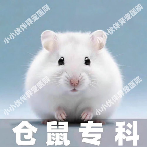 异宠医生线上咨询24小时金丝熊荷兰猪仓鼠医生花枝鼠兔子问诊看病