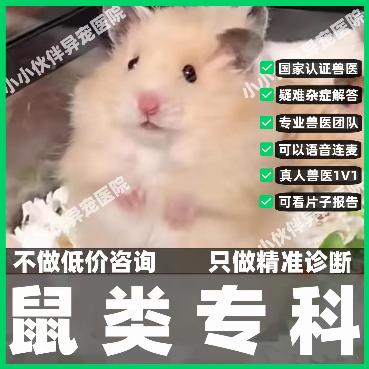 异宠医生问诊在线咨询小香猪花枝鼠松鼠金丝熊荷兰猪兔子仓鼠看病