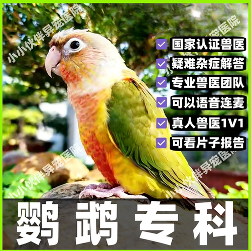 鹦鹉问诊鸟医生在线诊疗中心咨询异宠治疗生病看病虎皮牡丹玄凤