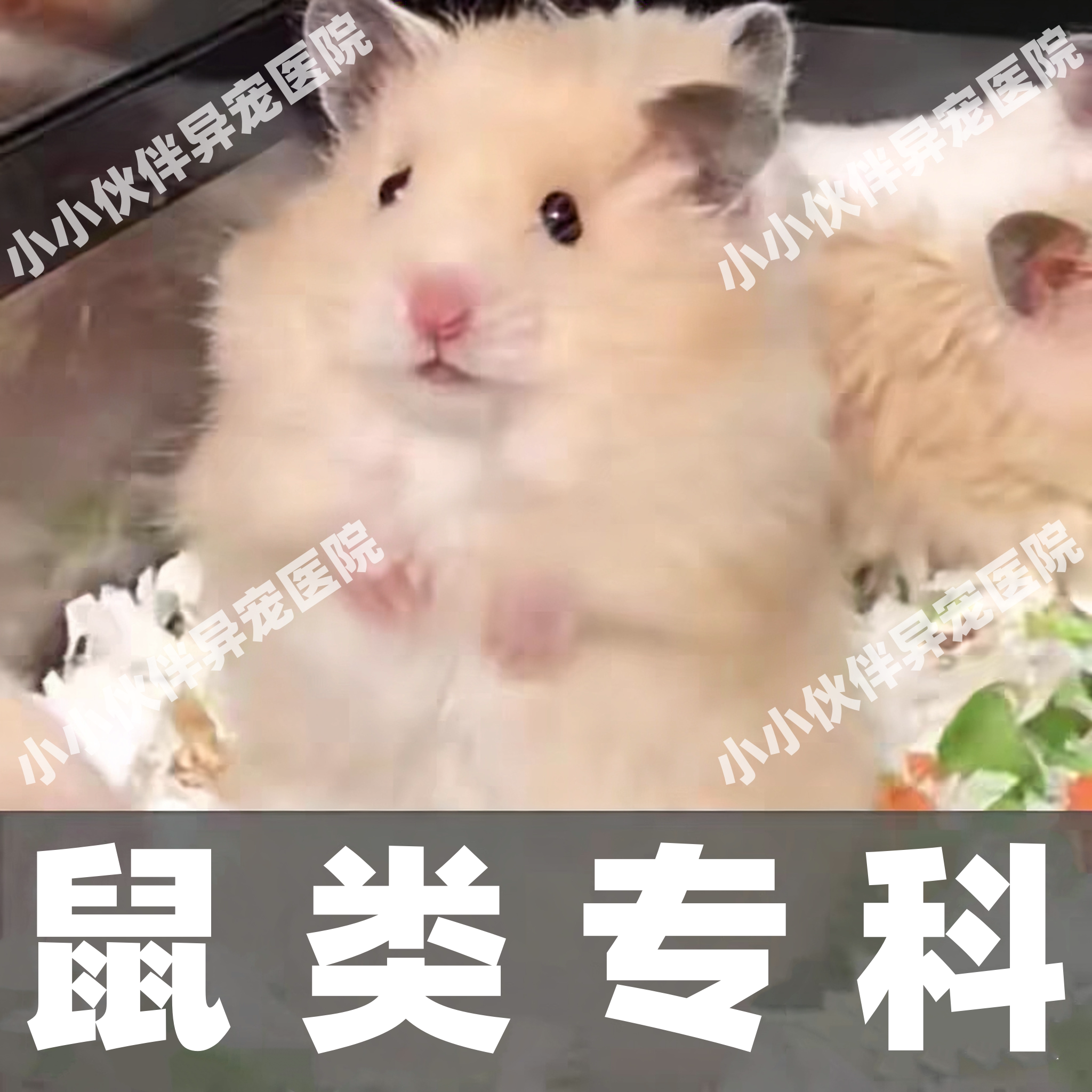 异宠医生在线咨询小香猪花枝鼠松鼠金丝熊荷兰猪兔子仓鼠问诊看病,宠物/宠物食品及用品,其他宠物服务,淘宝优惠券,粉丝福利购,淘宝优惠卷