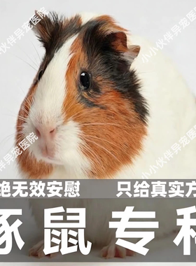 异宠医生线上咨询24小时 生病诊疗中心宠物医疗兽医看病 豚鼠问诊