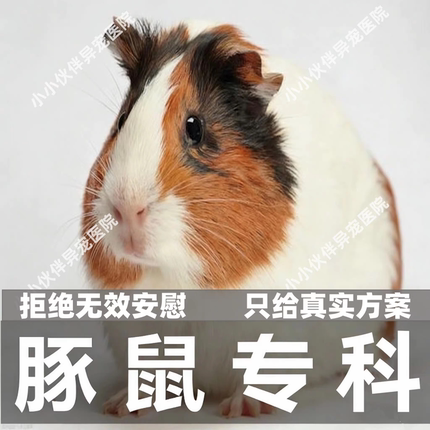 异宠医生线上咨询24小时 生病诊疗中心宠物医疗兽医看病 豚鼠问诊