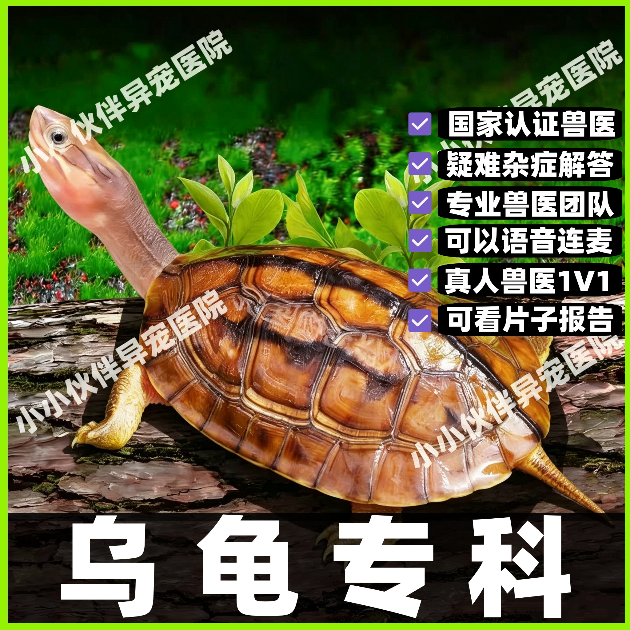 乌龟疾病咨询乌龟拉稀乌龟肺炎乌龟水肿白眼病宠物医生问诊24小时