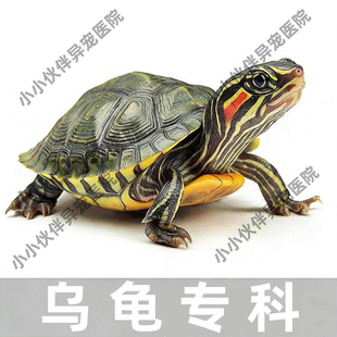 宠物医生问诊24小时乌龟疾病咨询 肠炎拉稀 乌龟肺炎乌龟水肿外伤