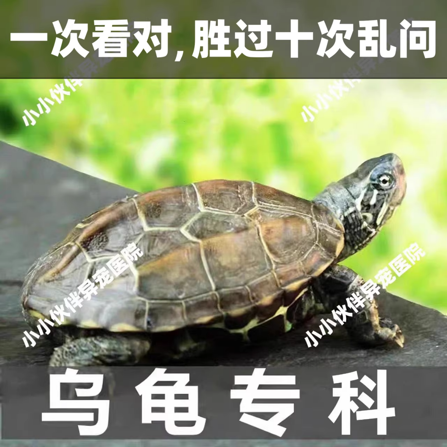宠物医生问诊24小时乌龟 疾病咨询 猪鼻龟 兽医 异宠医生在线咨询
