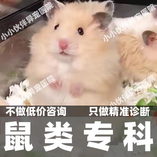 异宠医生在线咨询小香猪花枝鼠松鼠金丝熊荷兰猪兔子仓鼠问诊看病