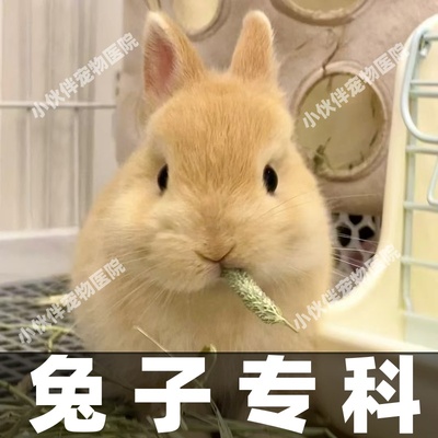 宠医在线问诊兔子咨询问诊24小时兽医在线诊疗诊断兔病和预防