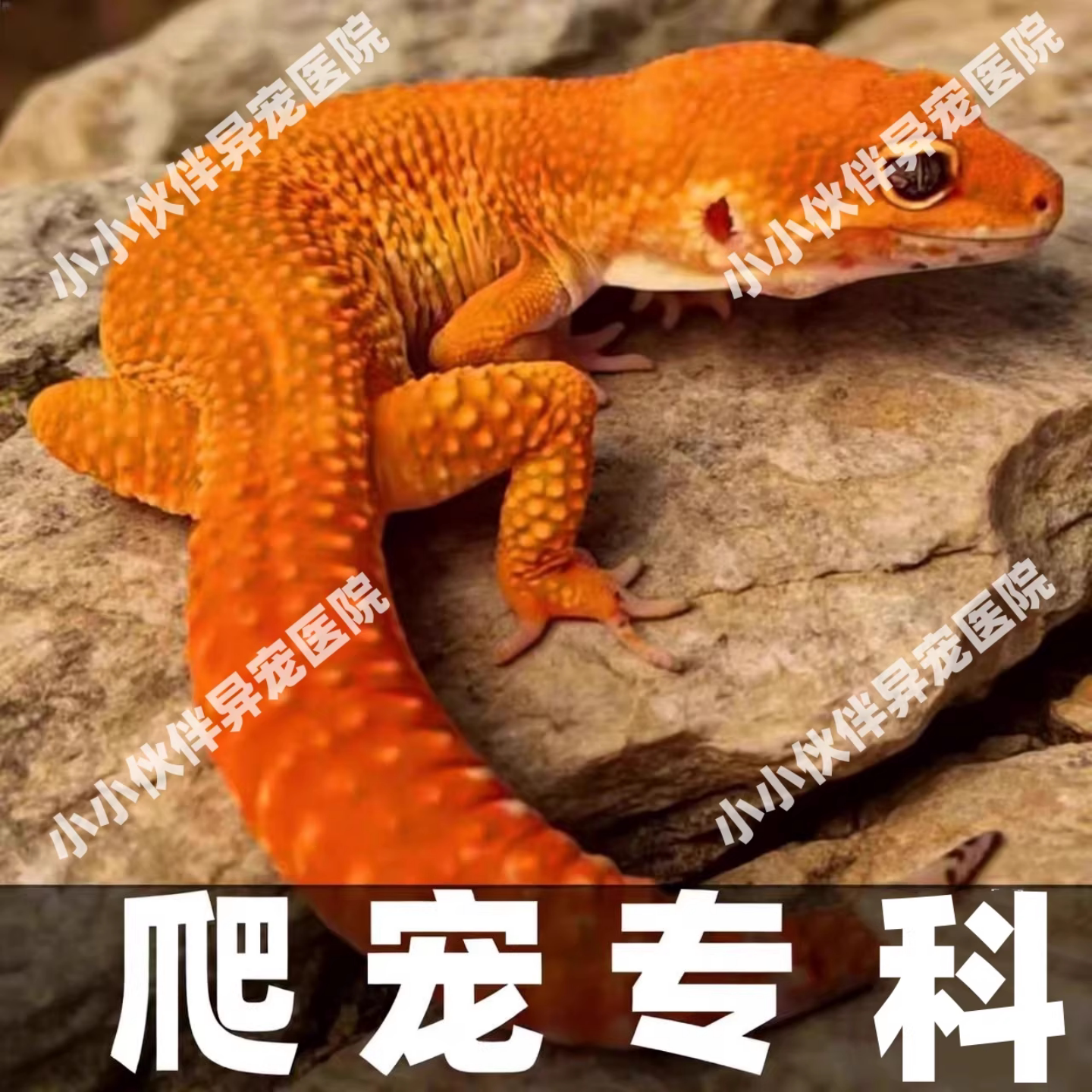 异宠医生在线咨询问诊24小时睫角守宫蜥蜴豹纹守宫鬃狮蜥爬宠生病