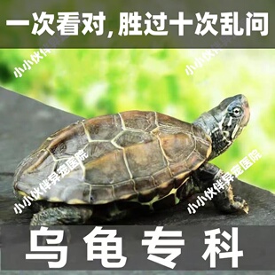 宠物医生问诊24小时乌龟 疾病咨询 猪鼻龟 兽医 异宠医生在线咨询