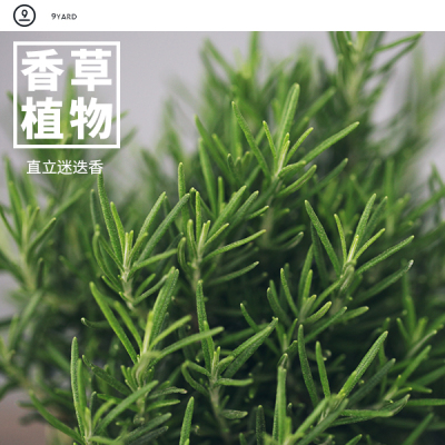 9yard玖号院子带盆栽好即景香草