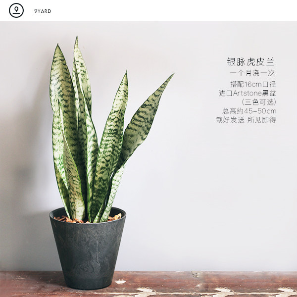 9Yard/EasyCare series Potted plant Once Sansevieria Potted plant Seein the Flower delivery/Flowers simulation/Plants gardening , Creative mini-plant  category - from Buy2taobao.com to provide professional Taobao agent buy service